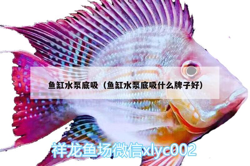 鱼缸水泵底吸（鱼缸水泵底吸什么牌子好） 鱼缸水泵 第1张