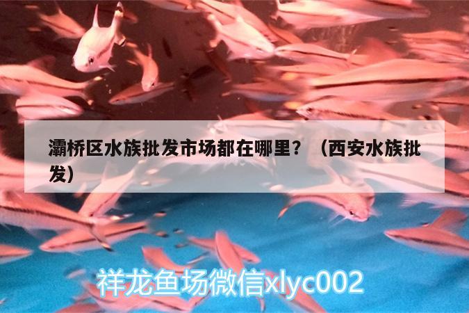 灞桥区水族批发市场都在哪里？（西安水族批发）