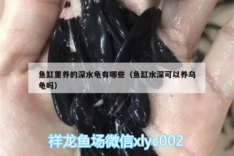 鱼缸里养的深水龟有哪些（鱼缸水深可以养乌龟吗） 乌龟 第2张