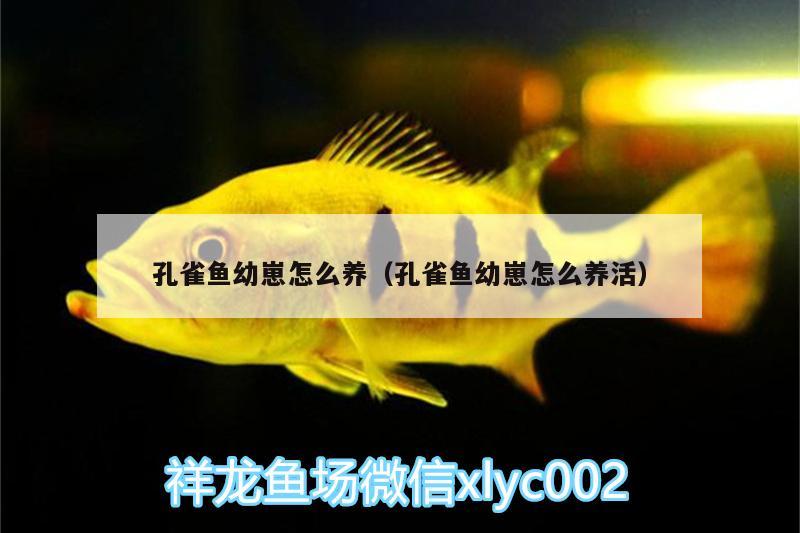 孔雀鱼幼崽怎么养（孔雀鱼幼崽怎么养活） 鱼缸等水族设备 第2张