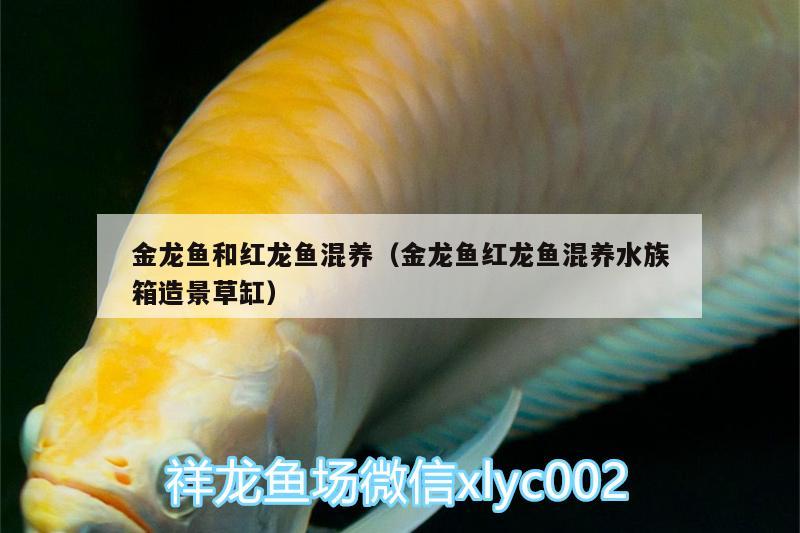 金龙鱼和红龙鱼混养（金龙鱼红龙鱼混养水族箱造景草缸） 鱼缸/水族箱 第2张