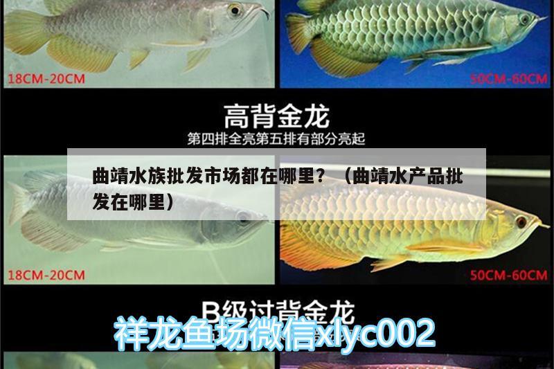 曲靖水族批发市场都在哪里？（曲靖水产品批发在哪里） 观赏鱼水族批发市场 第3张