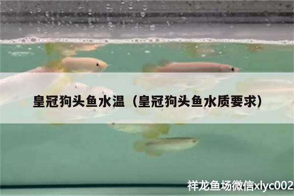 皇冠狗头鱼水温（皇冠狗头鱼水质要求）