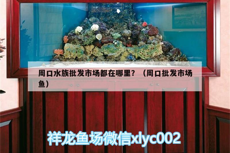 周口水族批发市场都在哪里？（周口批发市场鱼） 观赏鱼水族批发市场 第3张