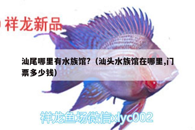 汕尾哪里有水族馆?（汕头水族馆在哪里,门票多少钱） 麦肯斯银版鱼 第1张