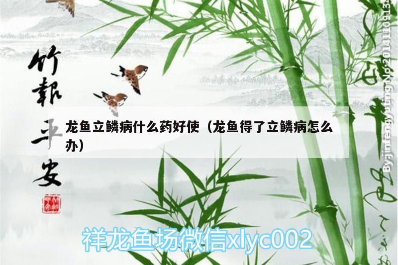 龙鱼立鳞病什么药好使（龙鱼得了立鳞病怎么办） 和尚鱼 第2张