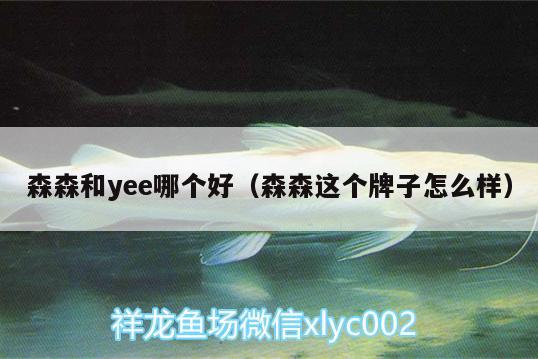 森森和yee哪个好（森森这个牌子怎么样） yee 第1张