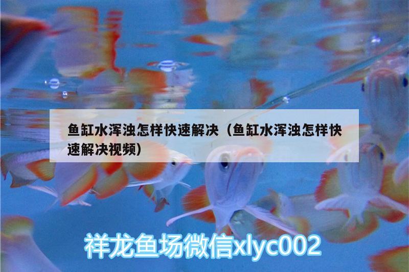 鱼缸水浑浊怎样快速解决（鱼缸水浑浊怎样快速解决视频） 造景/装饰 第3张