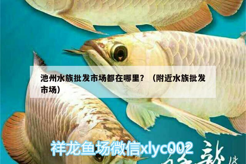 池州水族批发市场都在哪里？（附近水族批发市场） 观赏鱼水族批发市场 第2张