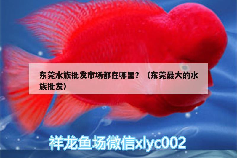 东莞水族批发市场都在哪里？（东莞最大的水族批发） 观赏鱼水族批发市场 第2张