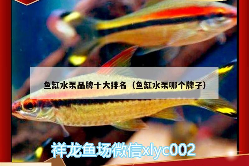 鱼缸水泵品牌十大排名（鱼缸水泵哪个牌子） 鱼缸水泵 第1张