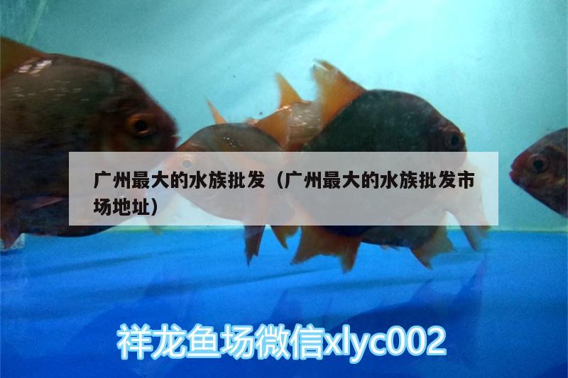 广州最大的水族批发（广州最大的水族批发市场地址）