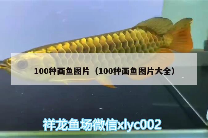 100种画鱼图片（100种画鱼图片大全）