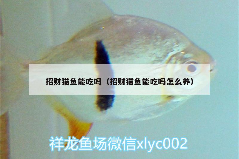 招财猫鱼能吃吗（招财猫鱼能吃吗怎么养） 细线银板鱼苗 第2张