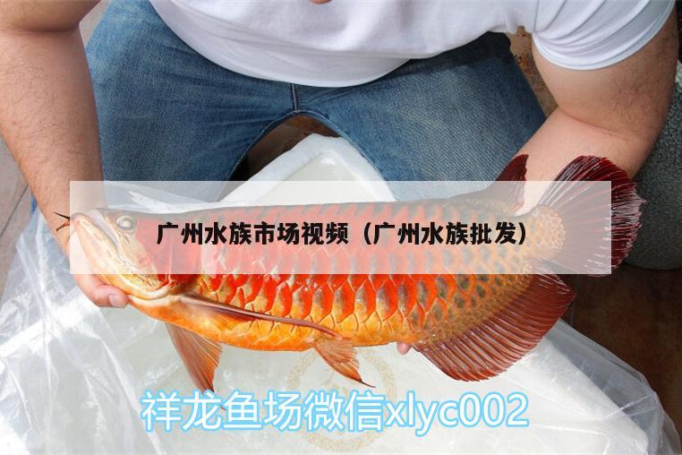 广州水族市场视频（广州水族批发）