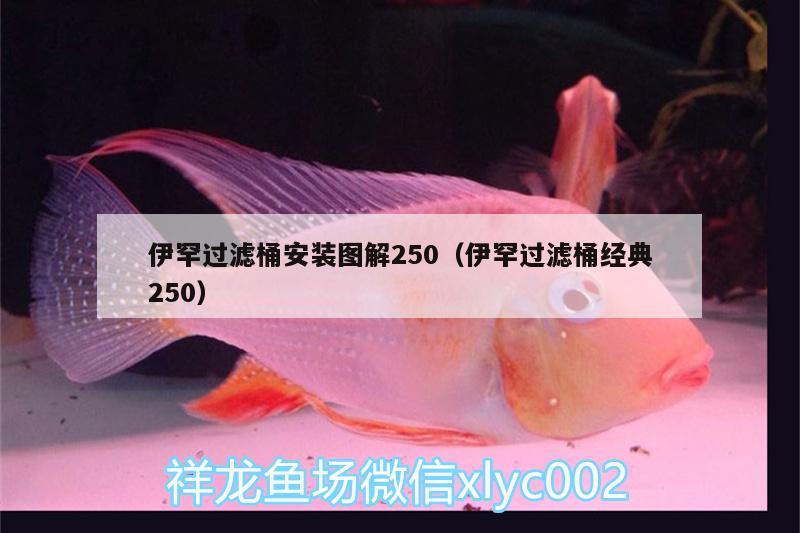 伊罕过滤桶安装图解250（伊罕过滤桶经典250）