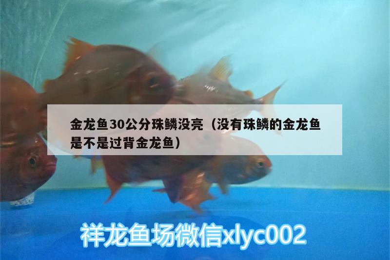 金龙鱼30公分珠鳞没亮（没有珠鳞的金龙鱼是不是过背金龙鱼） 过背金龙鱼 第3张