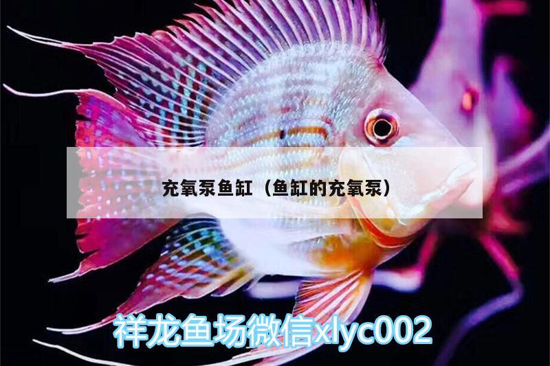 充氧泵鱼缸（鱼缸的充氧泵） 狗仔（招财猫)鱼苗 第3张