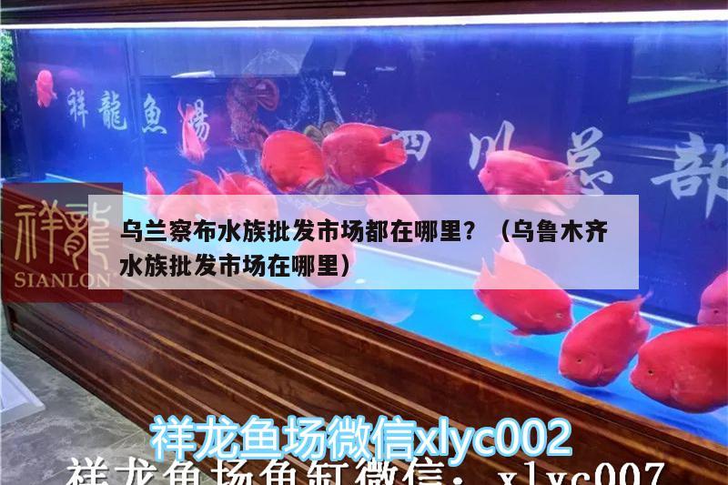 乌兰察布水族批发市场都在哪里？（乌鲁木齐水族批发市场在哪里）