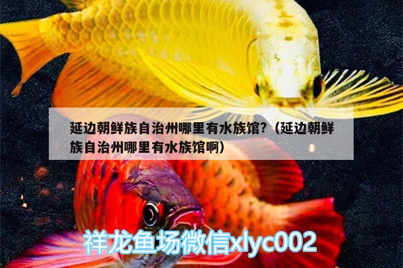 延边朝鲜族自治州哪里有水族馆?（延边朝鲜族自治州哪里有水族馆啊） 申古三间鱼 第3张