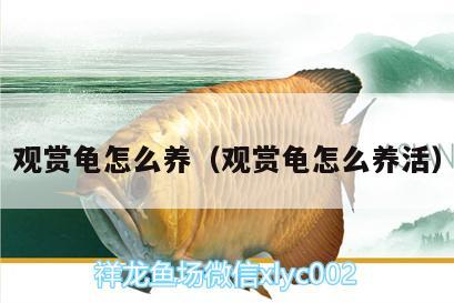 观赏龟怎么养（观赏龟怎么养活） 乌龟 第1张