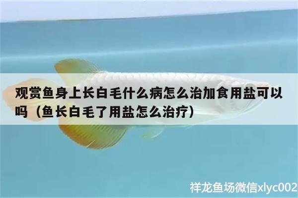 观赏鱼身上长白毛什么病怎么治加食用盐可以吗（鱼长白毛了用盐怎么治疗）