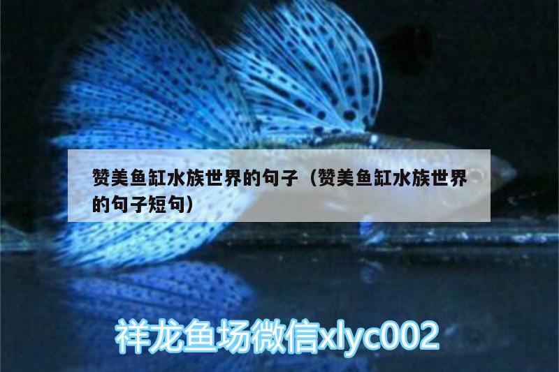 赞美鱼缸水族世界的句子（赞美鱼缸水族世界的句子短句） 新加坡号半红龙鱼（练手级红龙鱼） 第3张