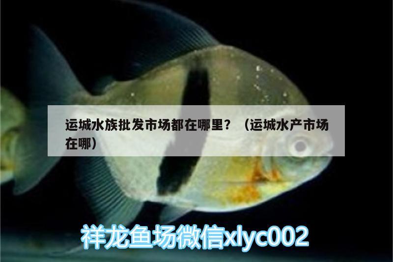 运城水族批发市场都在哪里？（运城水产市场在哪）