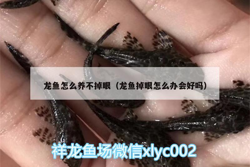 龙鱼怎么养不掉眼（龙鱼掉眼怎么办会好吗） 粗线银版鱼 第2张