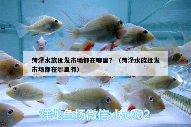 菏泽水族批发市场都在哪里？（菏泽水族批发市场都在哪里有）