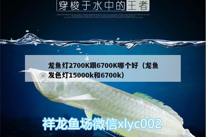 龙鱼灯2700K跟6700K哪个好（龙鱼发色灯15000k和6700k）