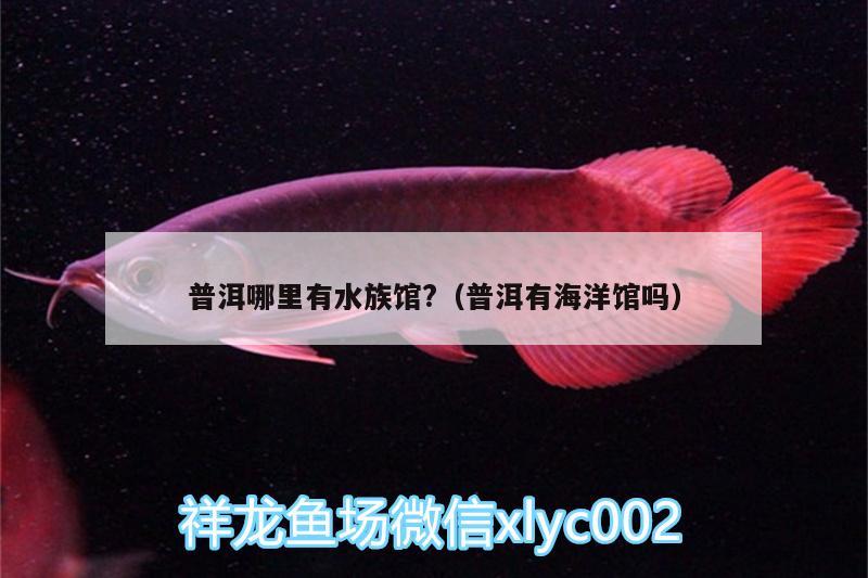 普洱哪里有水族馆?（普洱有海洋馆吗）