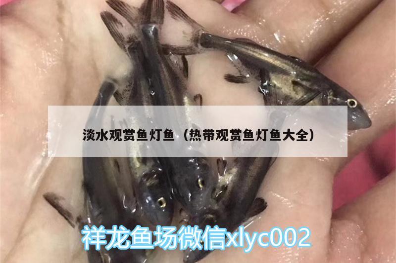 淡水观赏鱼灯鱼（热带观赏鱼灯鱼大全）