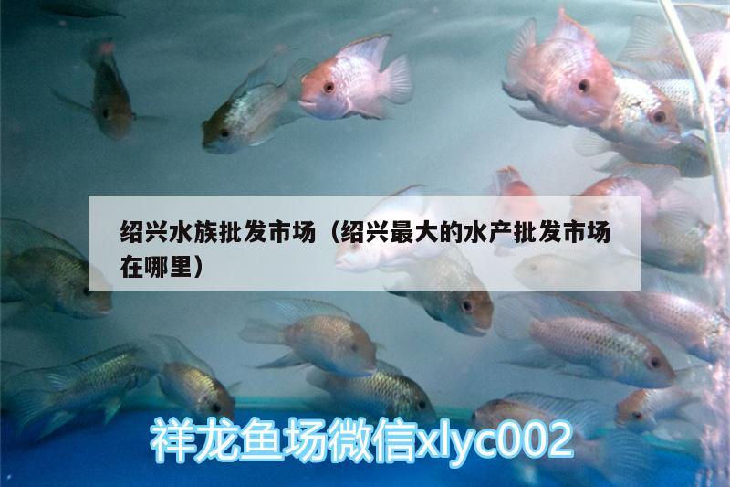 绍兴水族批发市场（绍兴最大的水产批发市场在哪里） 观赏鱼水族批发市场 第2张