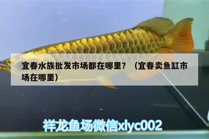 宜春水族批发市场都在哪里？（宜春卖鱼缸市场在哪里） 观赏鱼水族批发市场 第2张