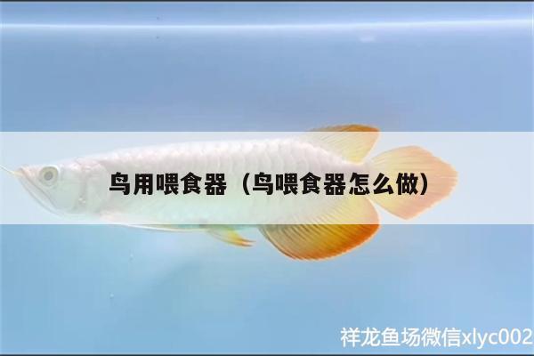 鸟用喂食器（鸟喂食器怎么做） 喂食器 第1张