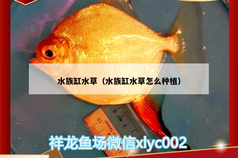 水族缸水草（水族缸水草怎么种植）