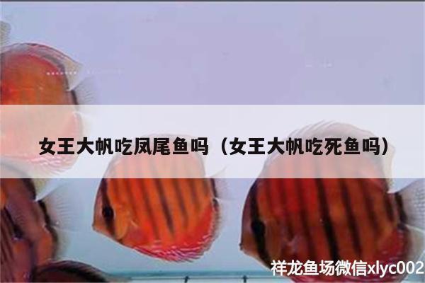 女王大帆吃凤尾鱼吗（女王大帆吃死鱼吗） 女王大帆鱼 第1张