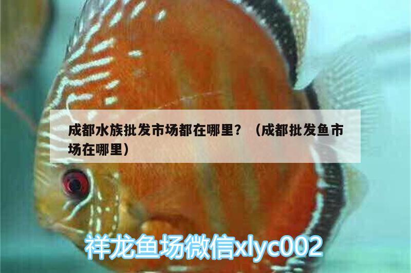 成都水族批发市场都在哪里？（成都批发鱼市场在哪里） 观赏鱼水族批发市场 第3张