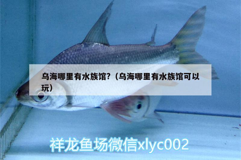 乌海哪里有水族馆?（乌海哪里有水族馆可以玩） 大白鲨鱼 第1张