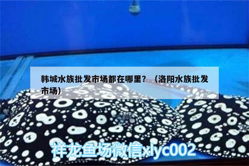 韩城水族批发市场都在哪里？（洛阳水族批发市场） 观赏鱼水族批发市场 第2张