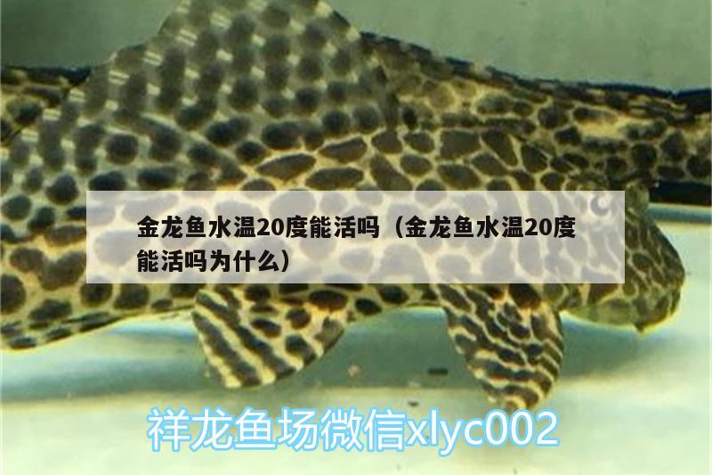 金龙鱼水温20度能活吗（金龙鱼水温20度能活吗为什么）