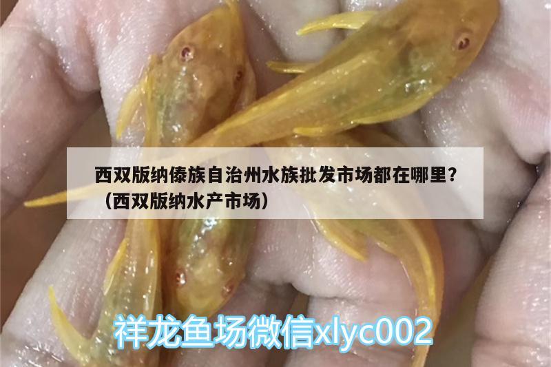 西双版纳傣族自治州水族批发市场都在哪里？（西双版纳水产市场） 观赏鱼水族批发市场 第1张