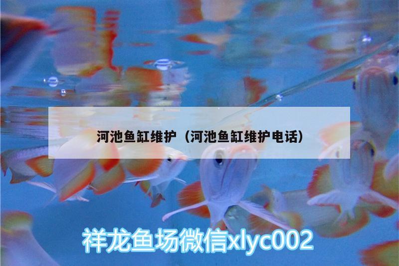 河池鱼缸维护（河池鱼缸维护电话） 粗线银版鱼 第1张