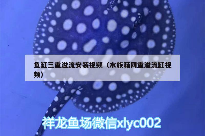 鱼缸三重溢流安装视频（水族箱四重溢流缸视频） 鱼缸/水族箱 第2张