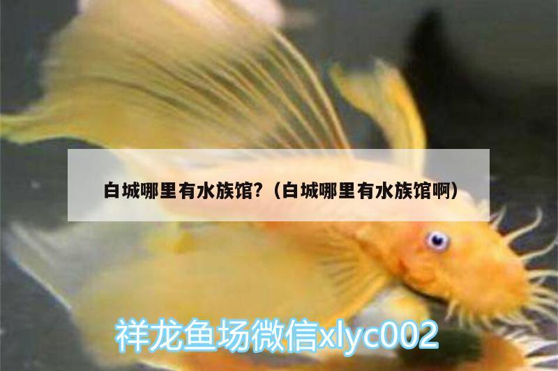 白城哪里有水族馆?（白城哪里有水族馆啊） 印尼四纹虎 第3张