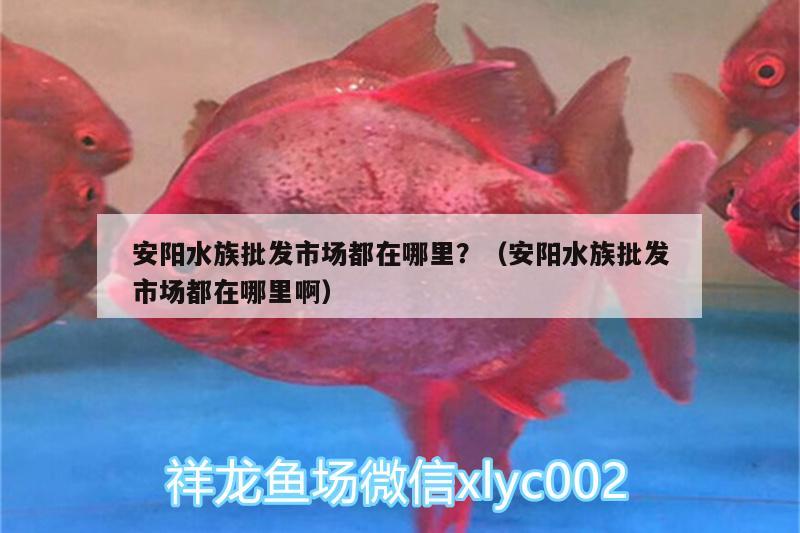 安阳水族批发市场都在哪里？（安阳水族批发市场都在哪里啊）