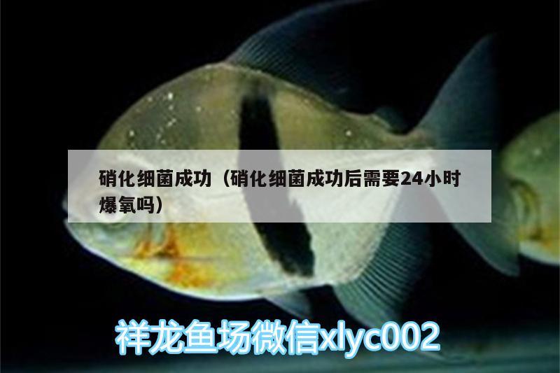 硝化细菌成功（硝化细菌成功后需要24小时爆氧吗）