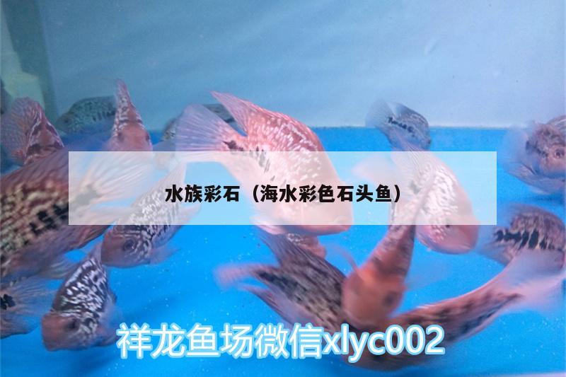 水族彩石（海水彩色石头鱼） 白子红龙鱼 第2张