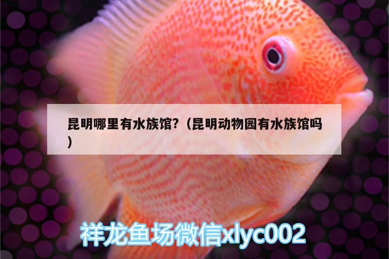 昆明哪里有水族馆?（昆明动物园有水族馆吗） 圣菲埃及鱼 第3张